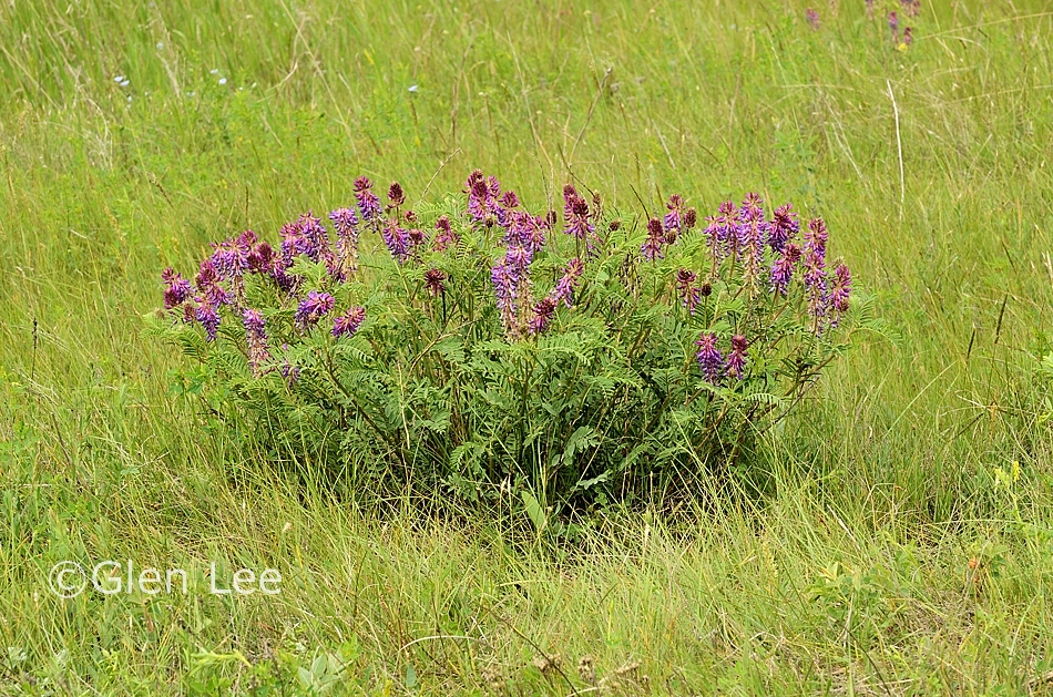 Astragalus bisulcatus Alchetron, The Free Social Encyclopedia